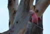 Cockatoo at New Norcia, WA