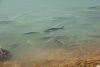 Fishes at the Salt mining landscape, Port Hedland, WA