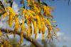 some nice tree flowers