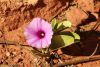 Flower at the Beach