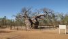 Boab Prison Tree, Derby, WA