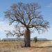 Boab tree  - Outback NT