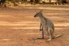 Resort Wallaby - Peggy