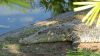 Saltie – Crocodylus Parc Darwin NT