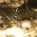 Golden Ord spider at Litchfield National Parc, NT