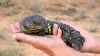 nice blue tounges lizzard - Outback